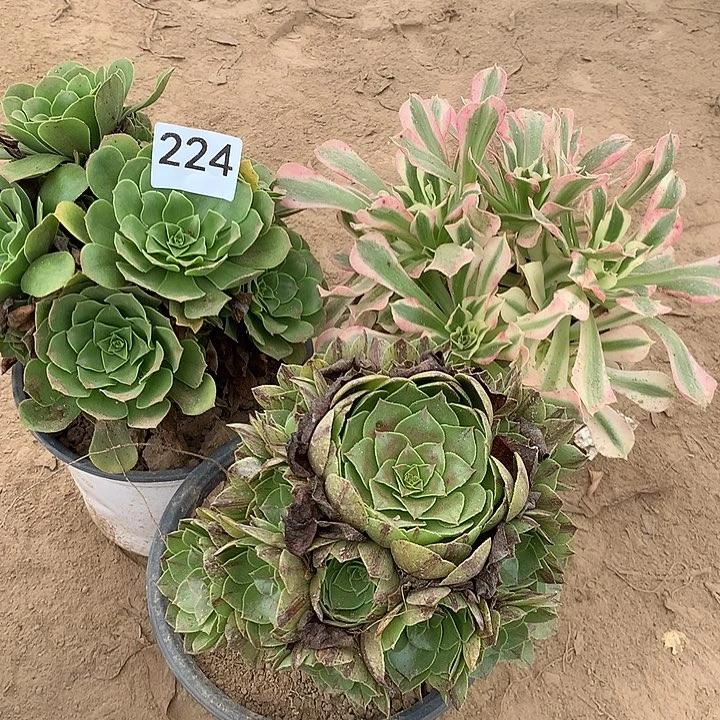 无花朵224三颗多肉植物组合