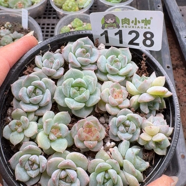 无花朵多肉植物多肉植物