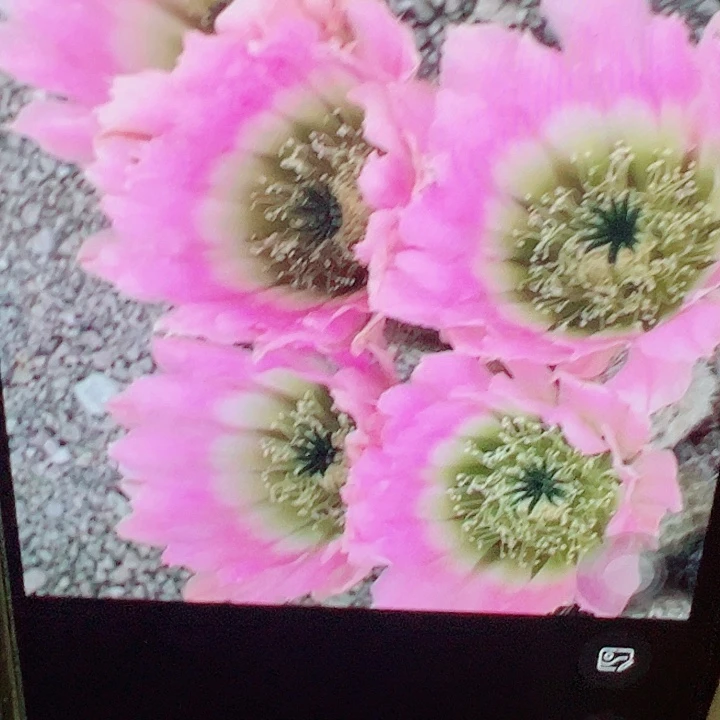 彩虹虾 侧芽 厘米 满20包邮