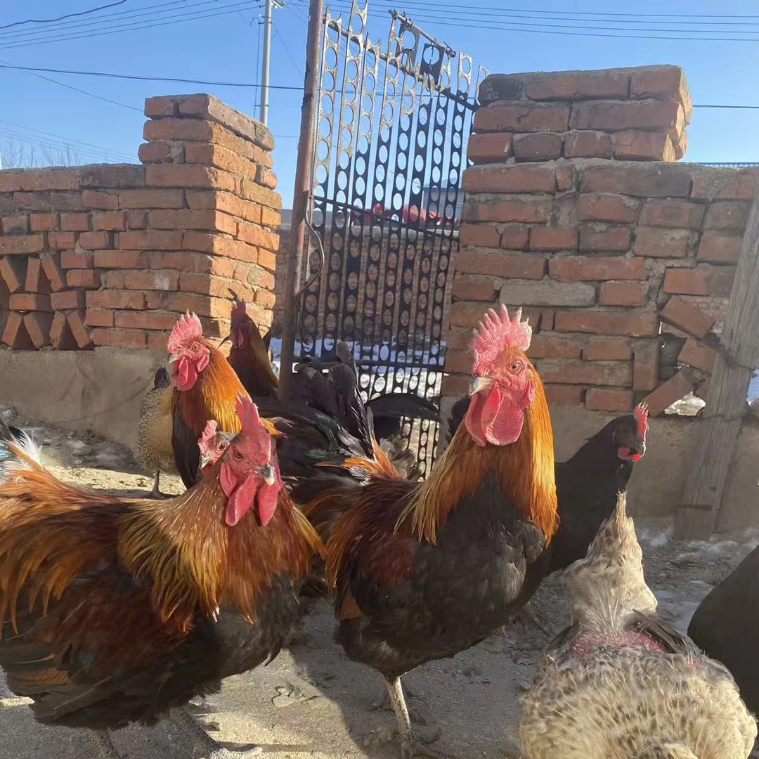 农村散养小笨鸡【黑爪大公鸡两只】(含心，肝，胗)顺丰送货上门