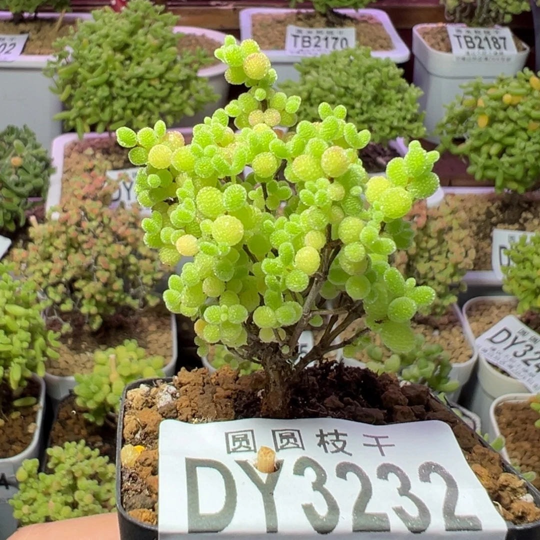 3232蜜橘糖球一物一拍