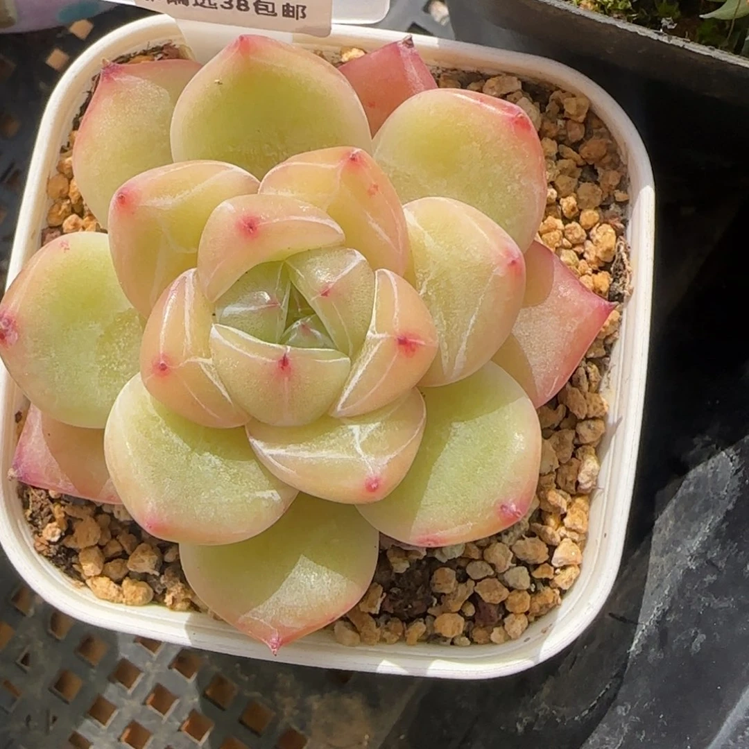 301东篱下多肉植物盆栽