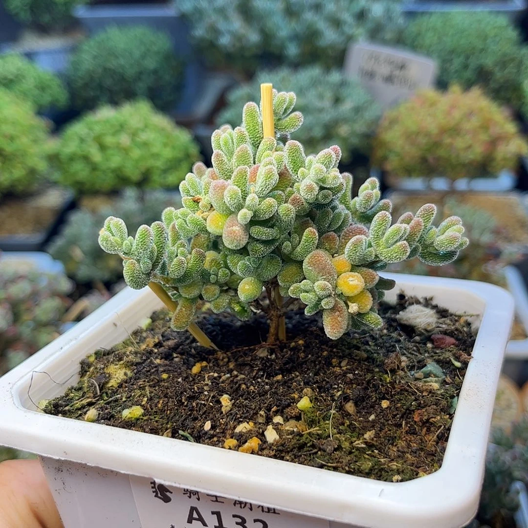 132冰晶枝干番杏多肉