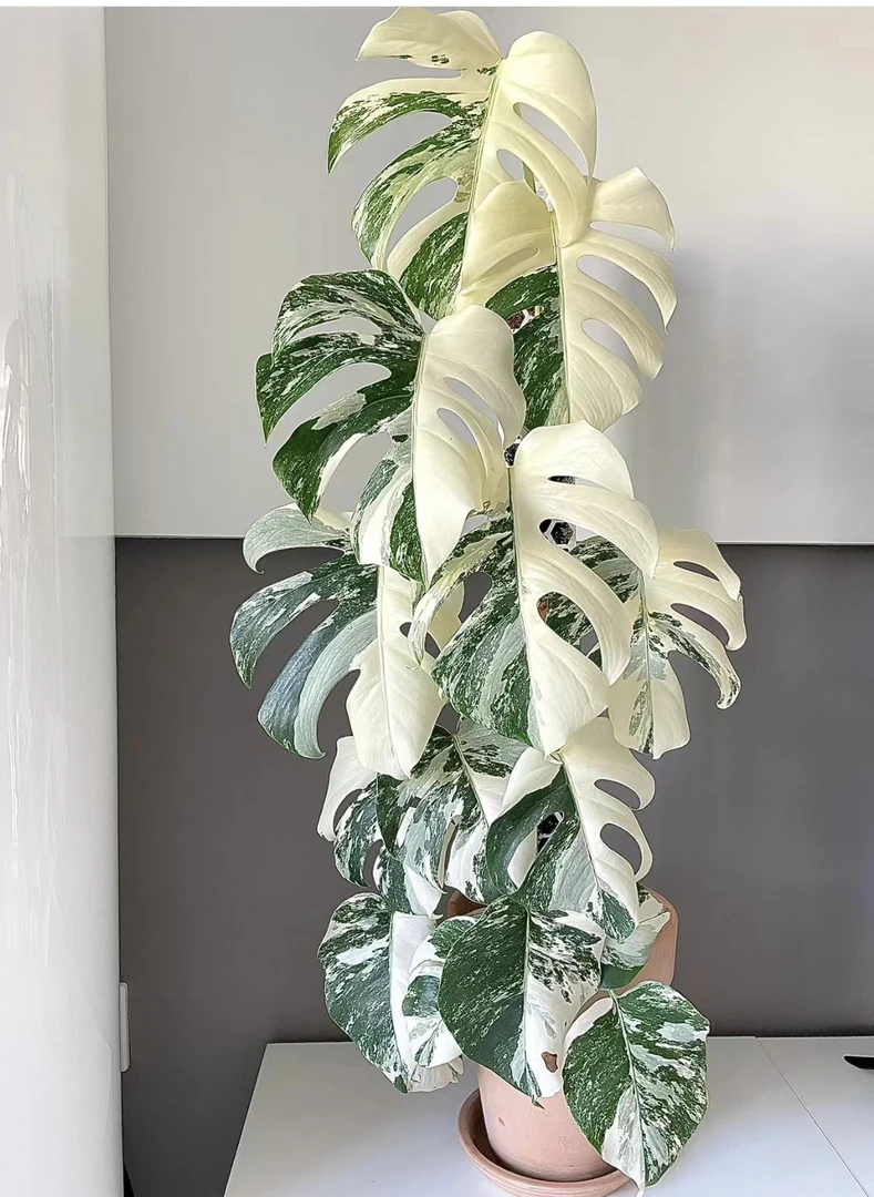 （一物一拍直播专属链接）白锦龟背竹  折叶 叶损 不包售后