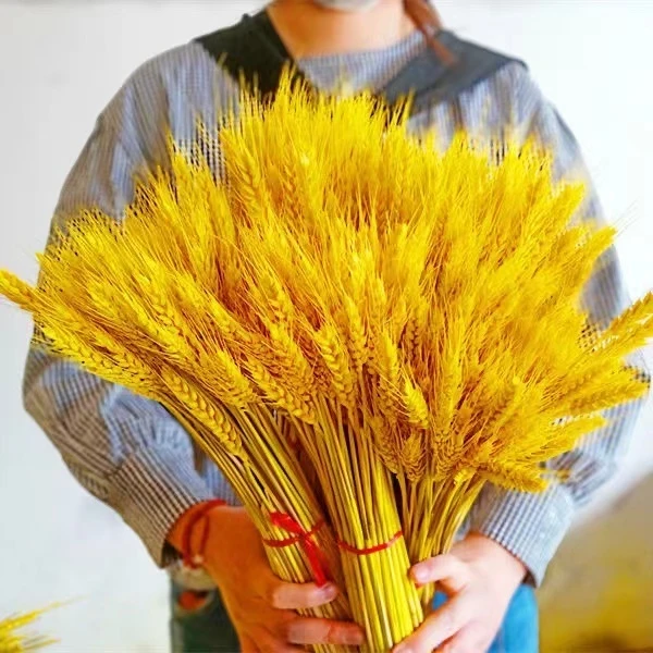 【今日促销】天然麦穗干花花束开业装饰插花黄金大麦假绿植室内装饰