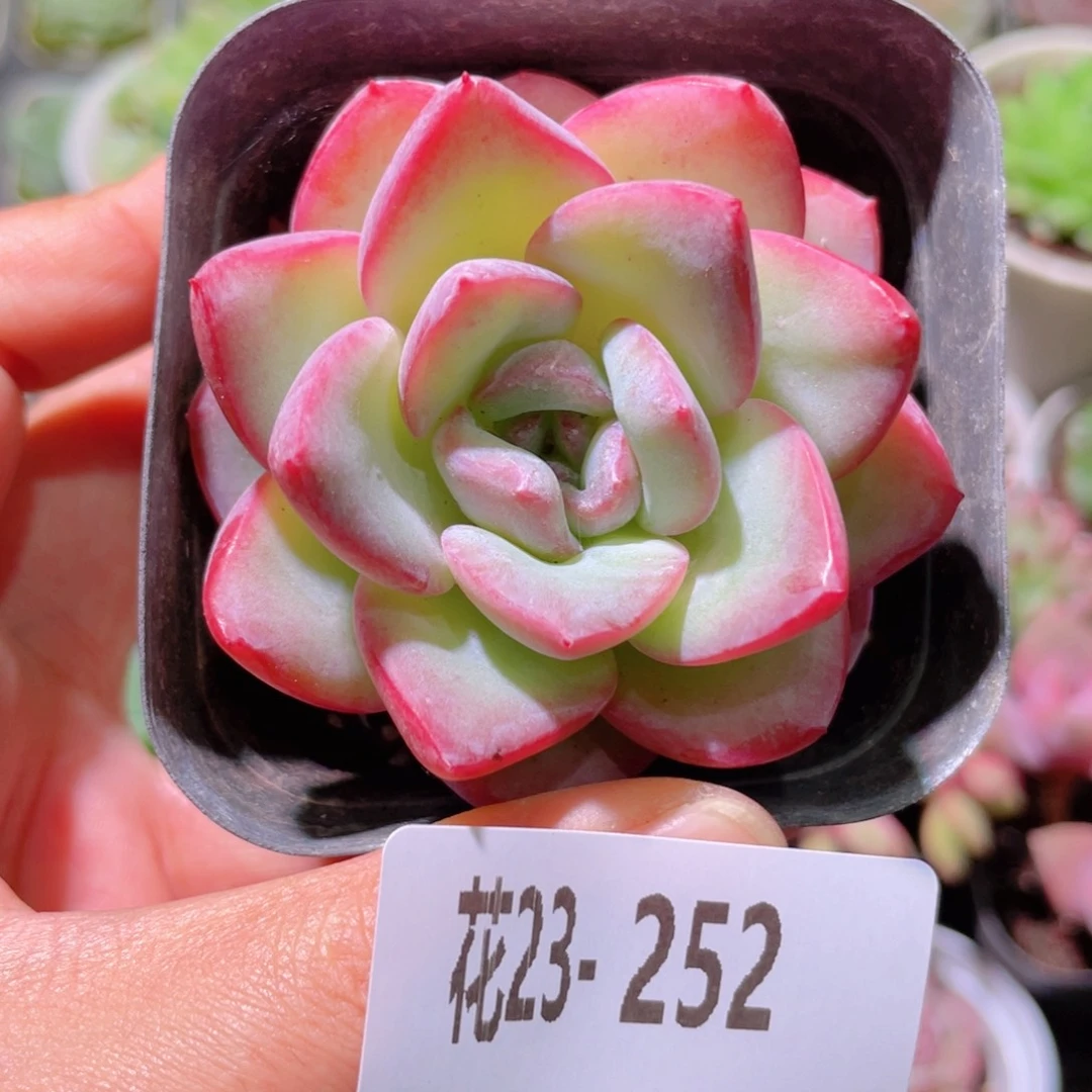 花利美23-252草莓泡芙
