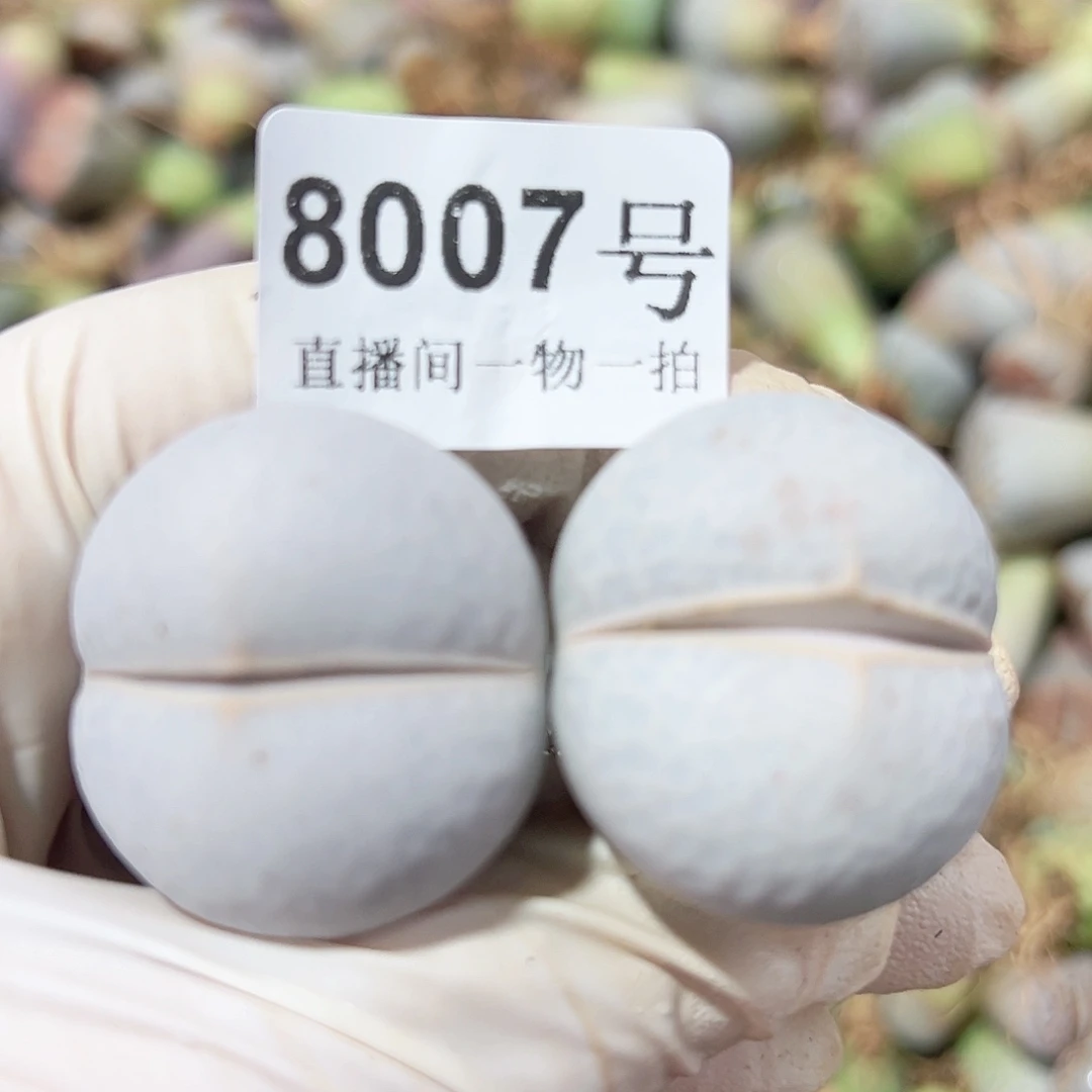 8007 四年高尔夫两个3cm