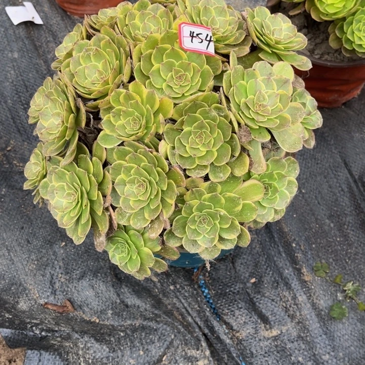 454半夏多肉植物法师