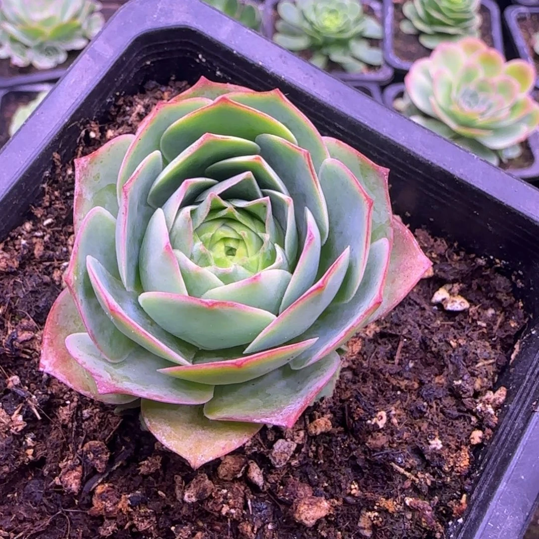 捧花5厘米包心紫色142457572