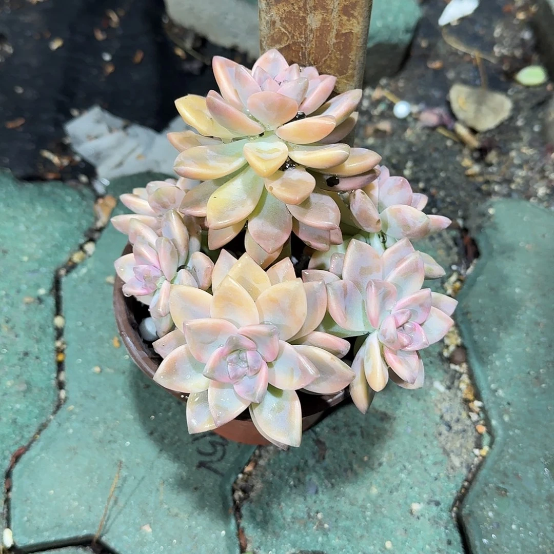 淡雪锦多肉植物净切