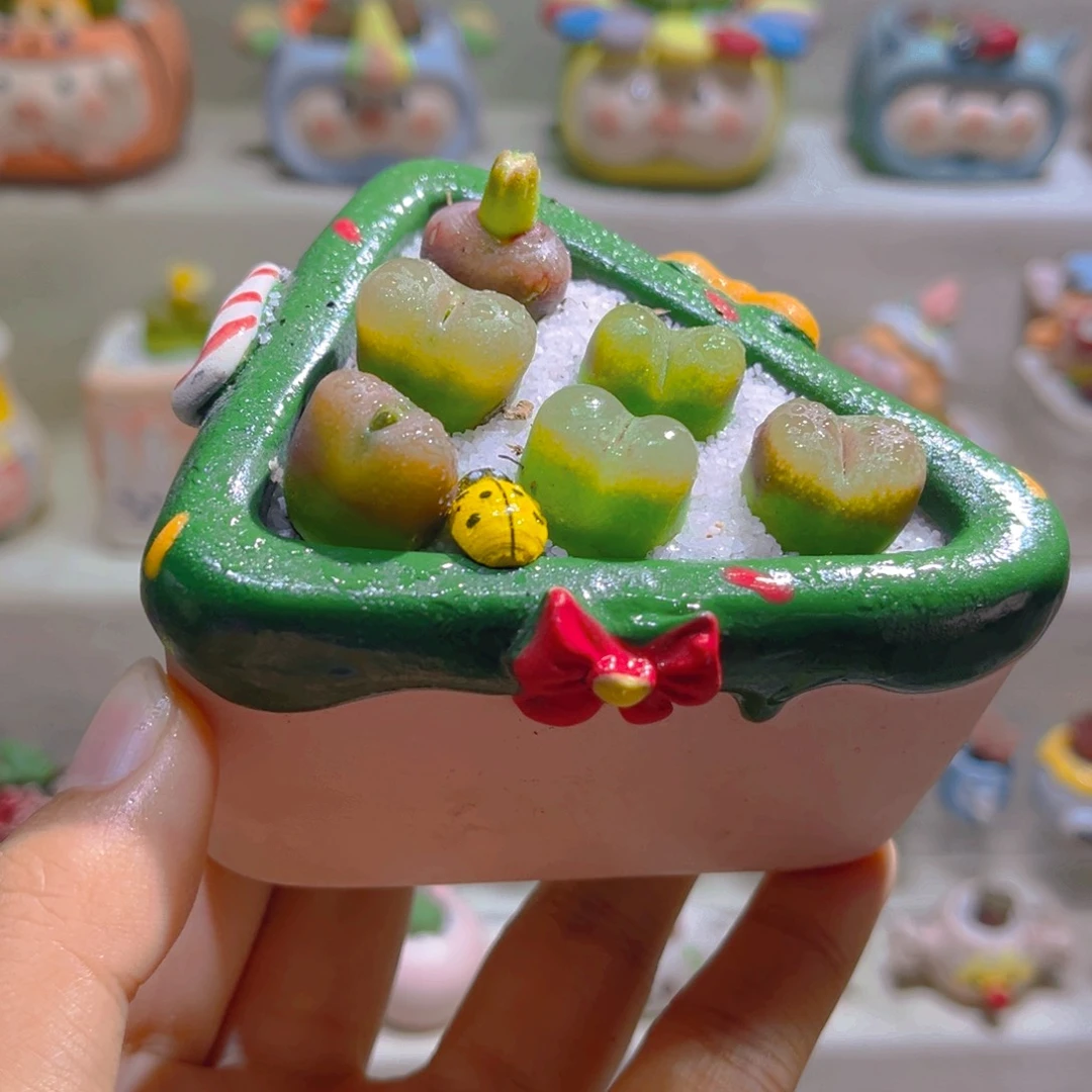 025高端多肉带盆土一套48