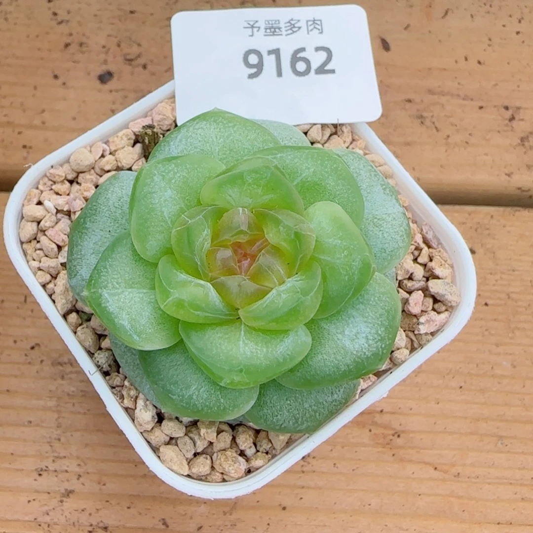 新品，9162多肉植物