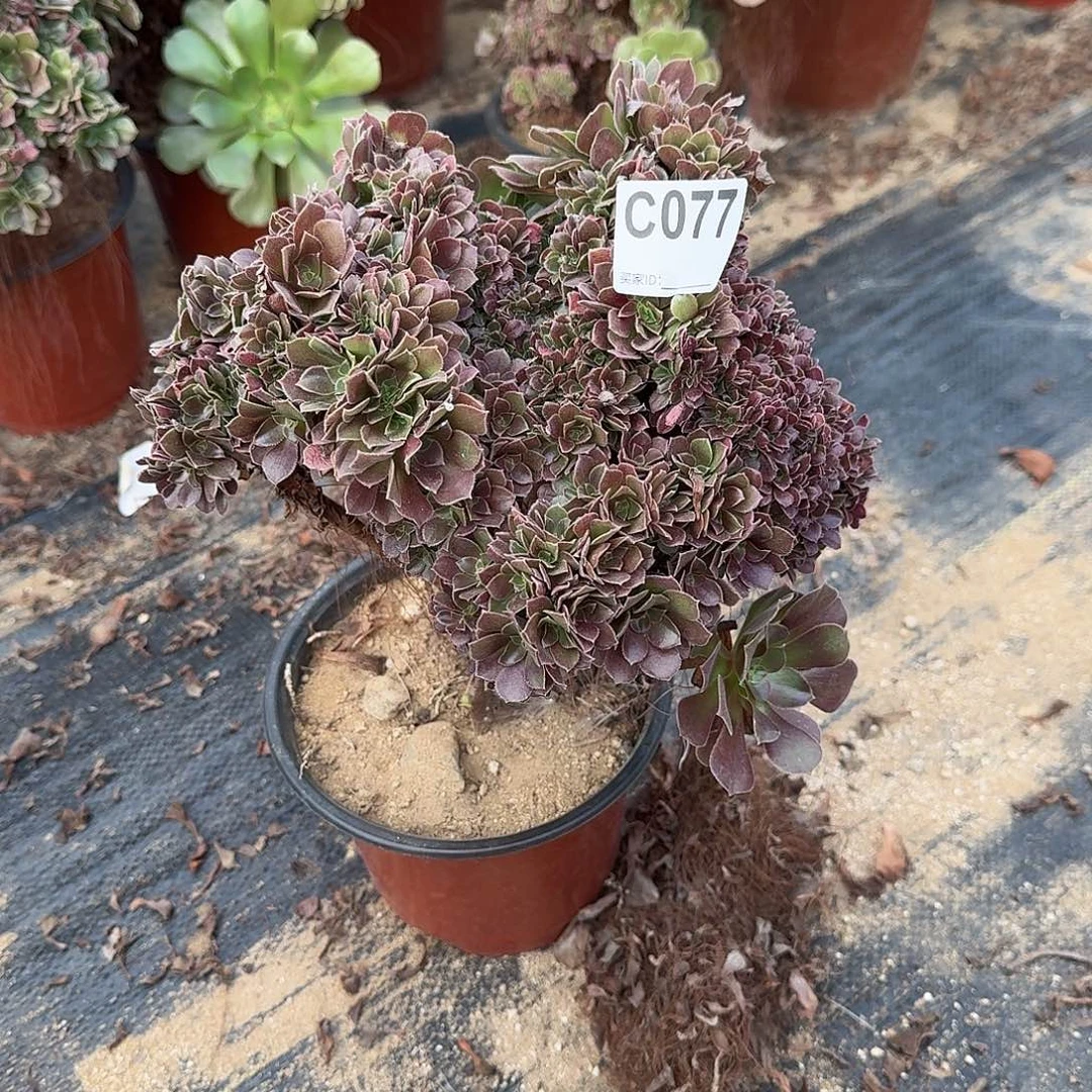 077玫瑰朵朵有伤一颗满28包邮