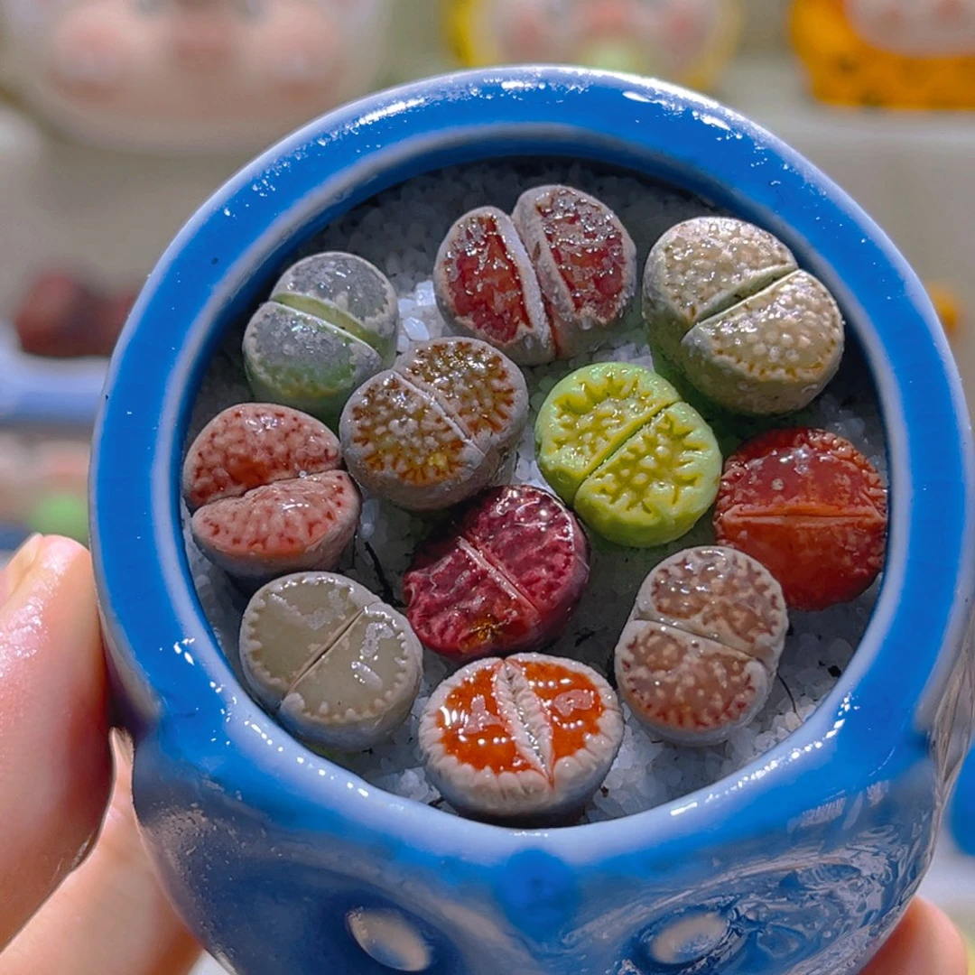 019高端多肉带盆带土