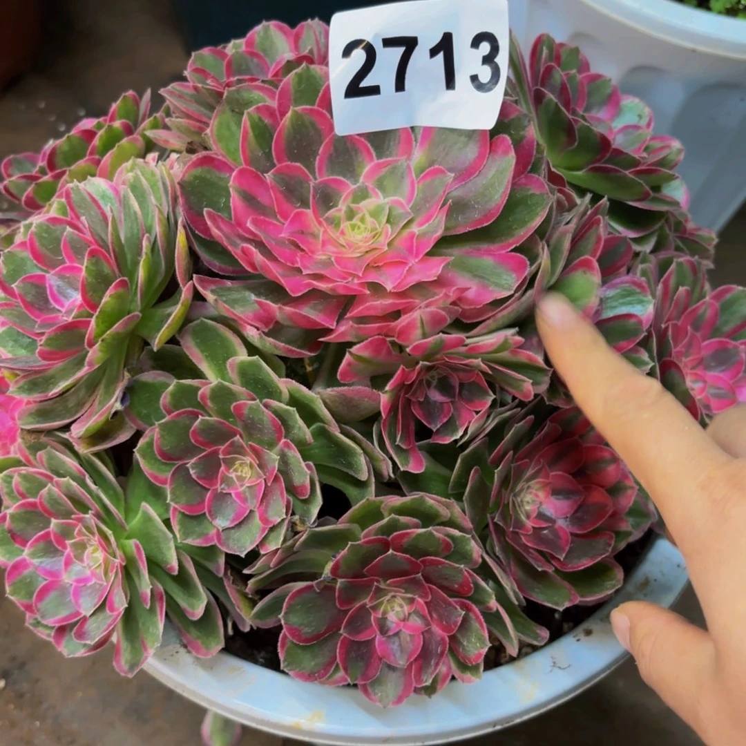 耶***园2713多肉植物孔雀翎