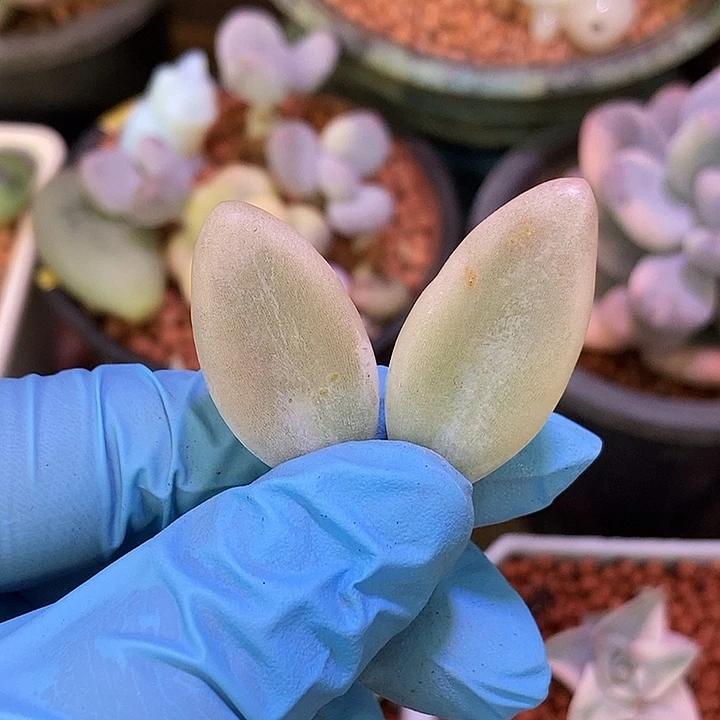和***更香蕉美人锦多肉植物