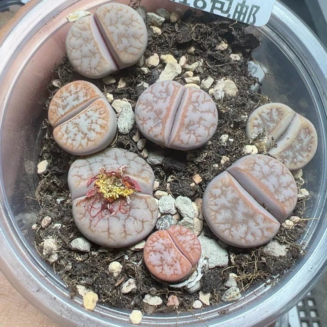 【闪购商品】顺****3191……