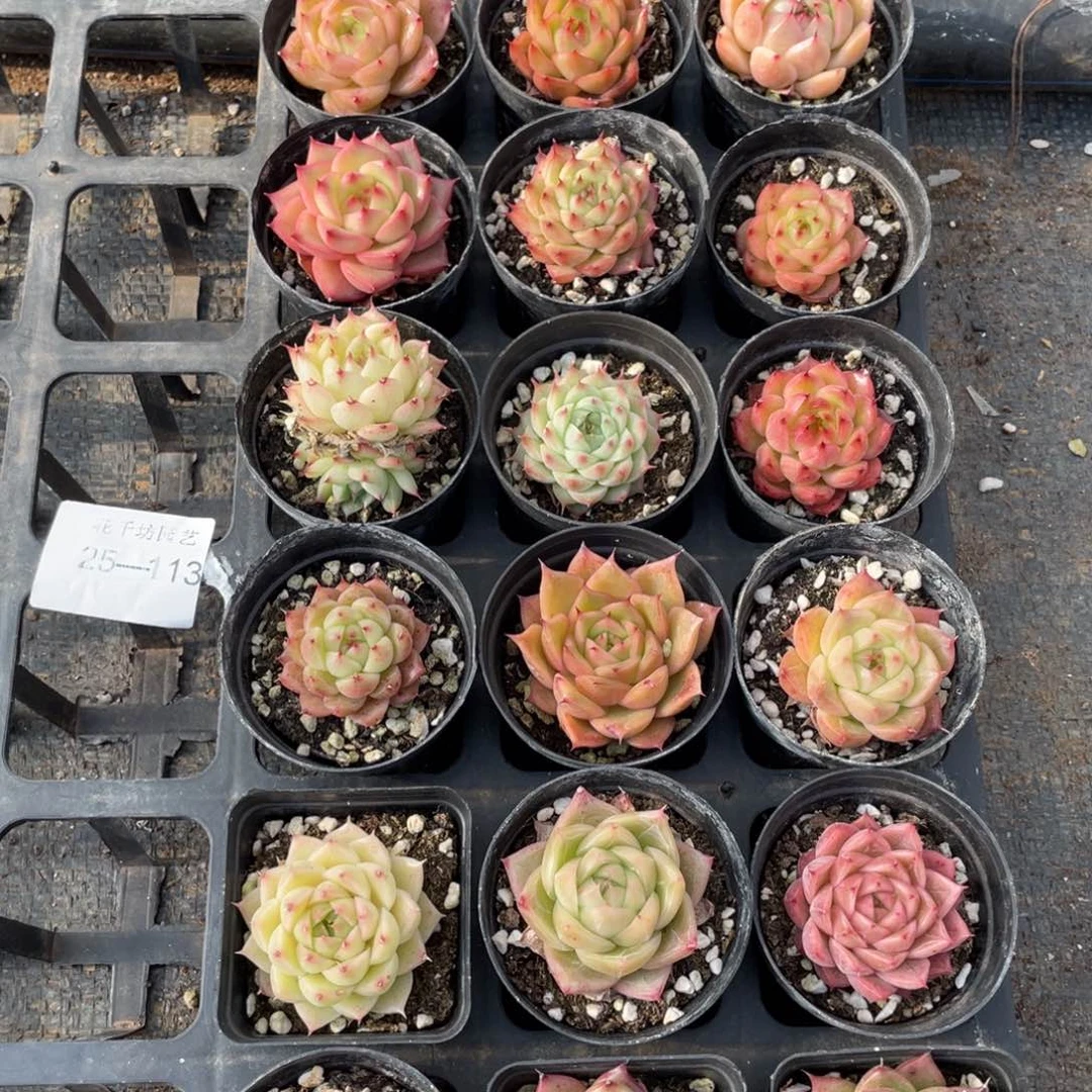 一物一拍18棵25-113