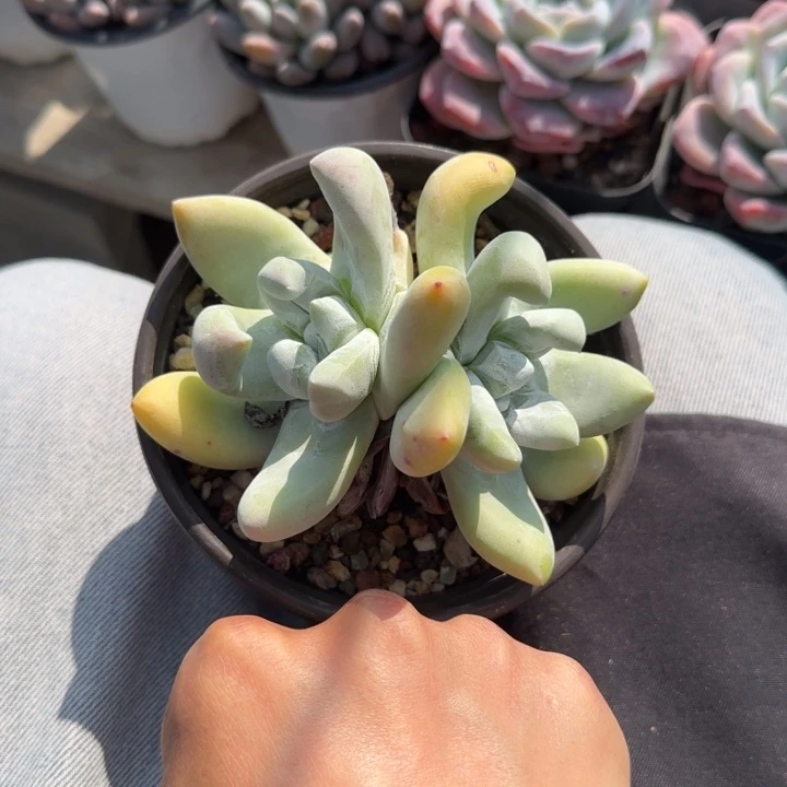 仙女杯五十包邮老桩多肉五十包邮