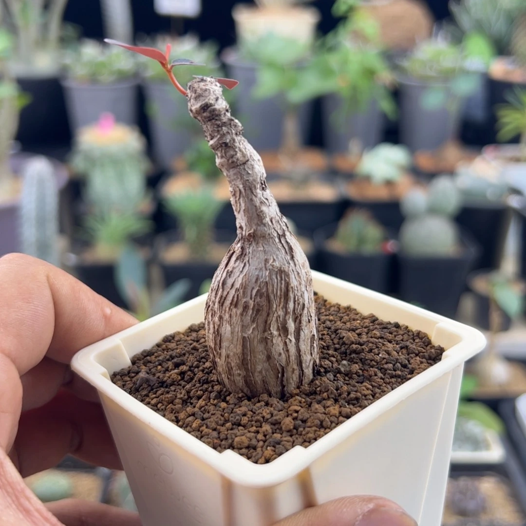 奇异油柑一物一拍带盆发