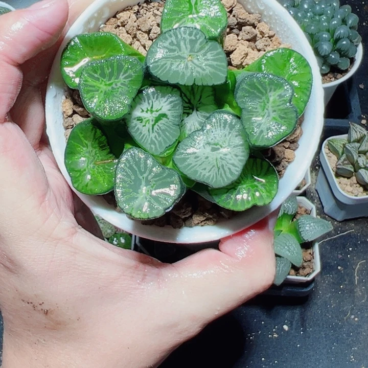 母本翡翠龙万象多肉