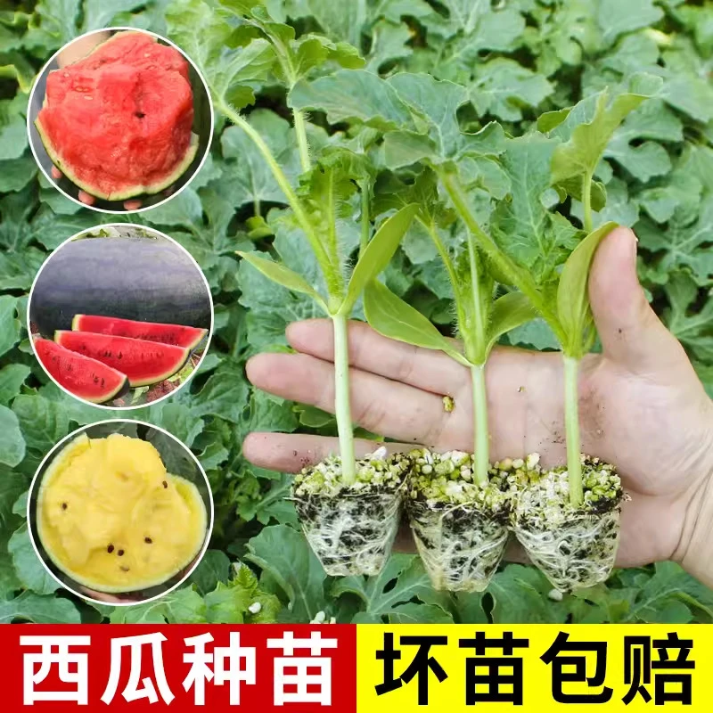 冰糖麒麟西瓜秧苗麒麟西瓜早佳8424西瓜种苗种四季春季甜西瓜秧苗