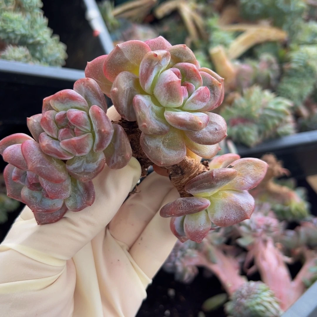 新年快乐 新年快乐 新年快乐