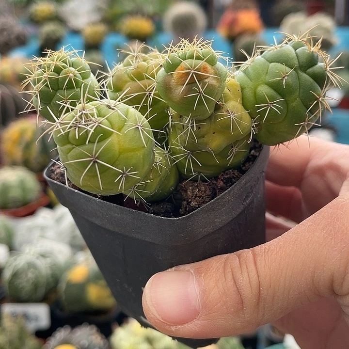 实生大尤象牙仙人球