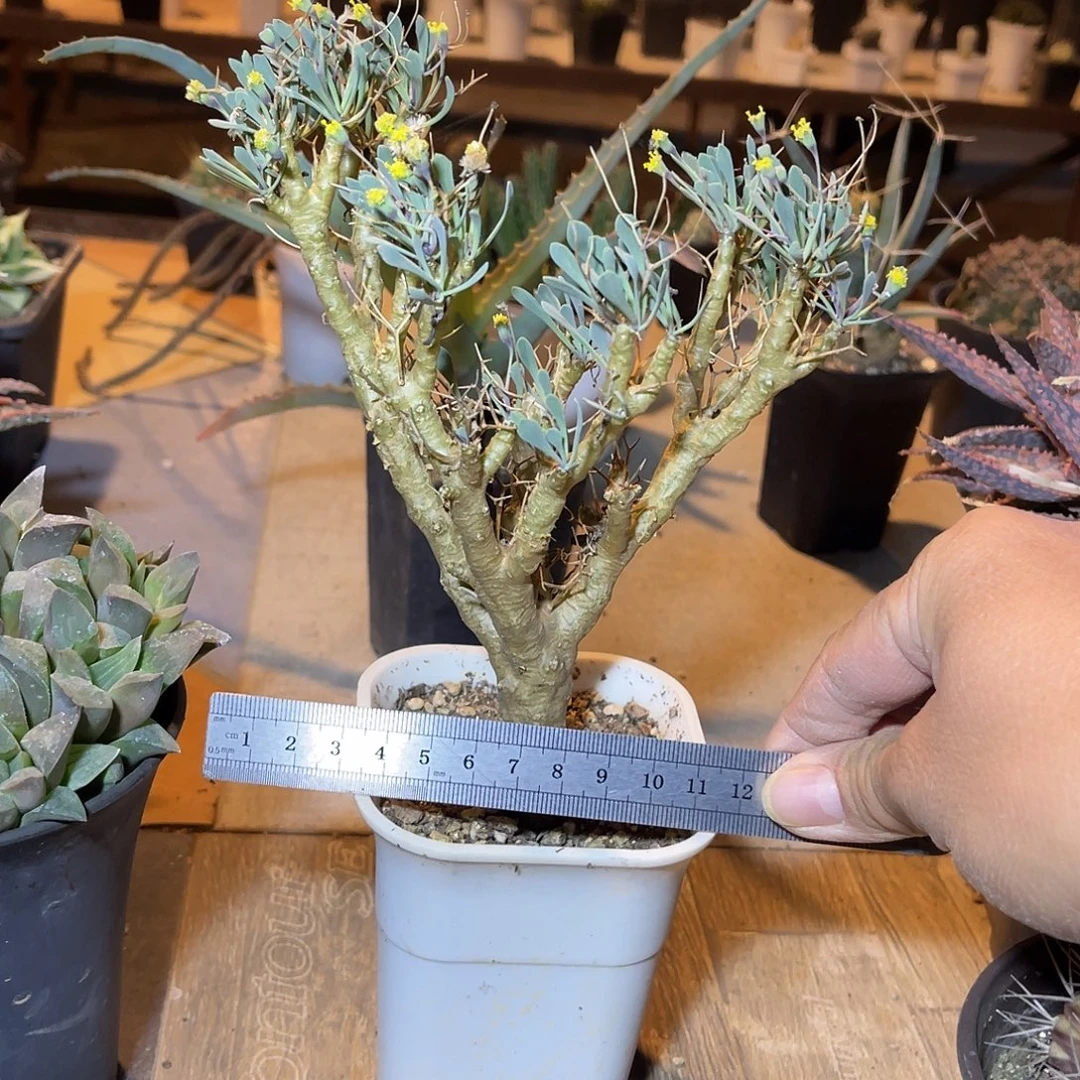 实生黑鬼殿一物一拍的