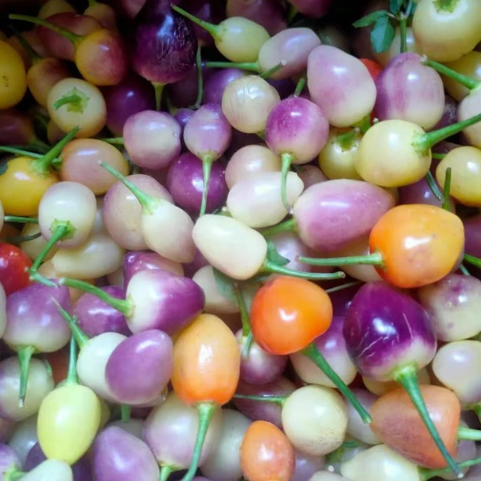 广西新鲜七彩椒五彩椒小灯笼椒可腌制泡椒脆辣下饭