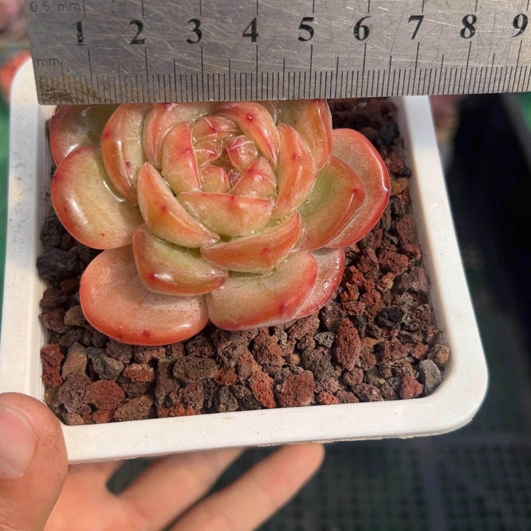 表妹精品多肉植物105.