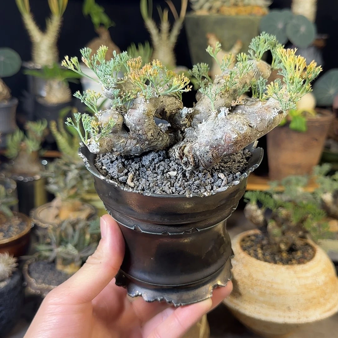 一物一拍黑皮月界26