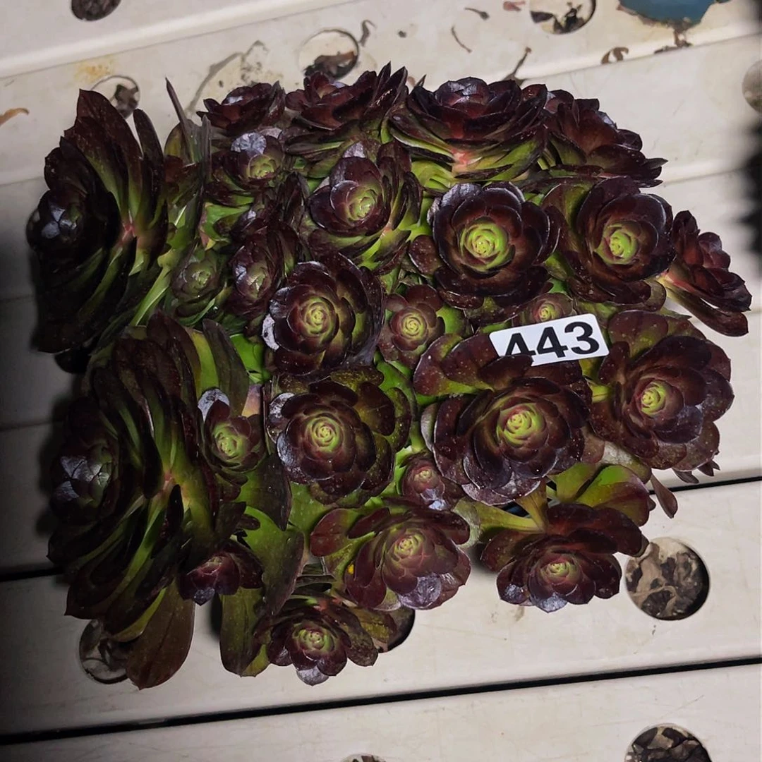 法师法师3-12包邮法师