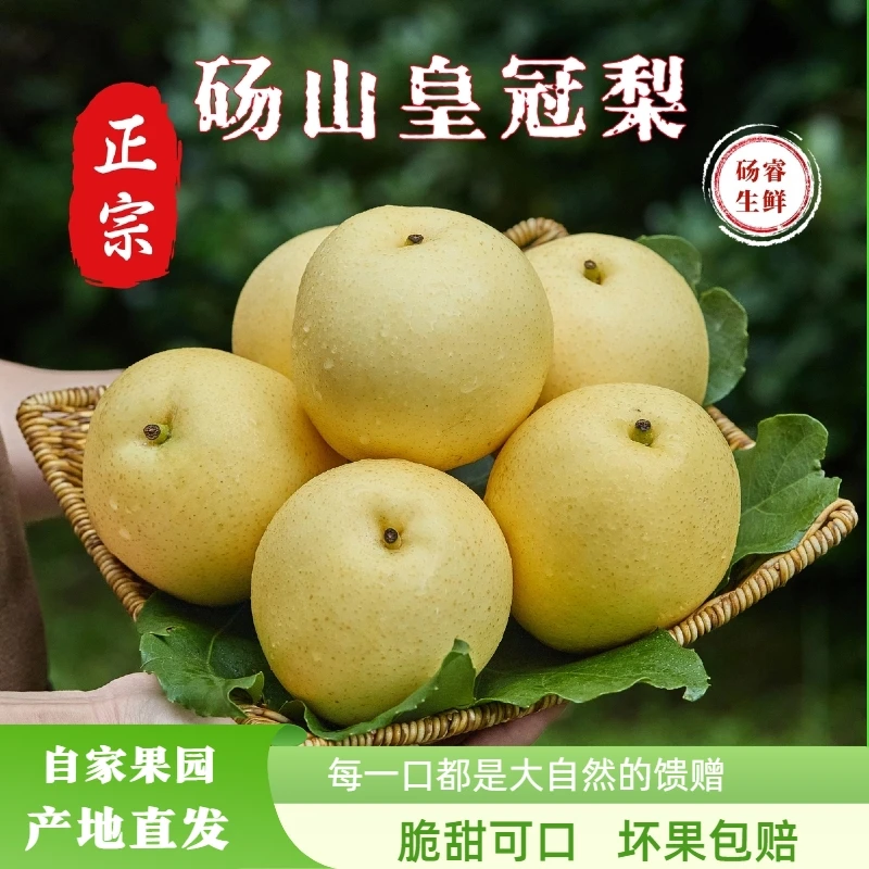 砀山皇冠梨产地直发脆甜多汁白皮皇冠梨新鲜孕妇水果冷藏口感更佳