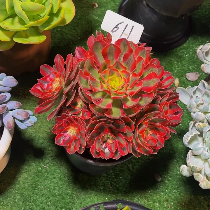 *****丽娟花卉粉色女鱼手捧
