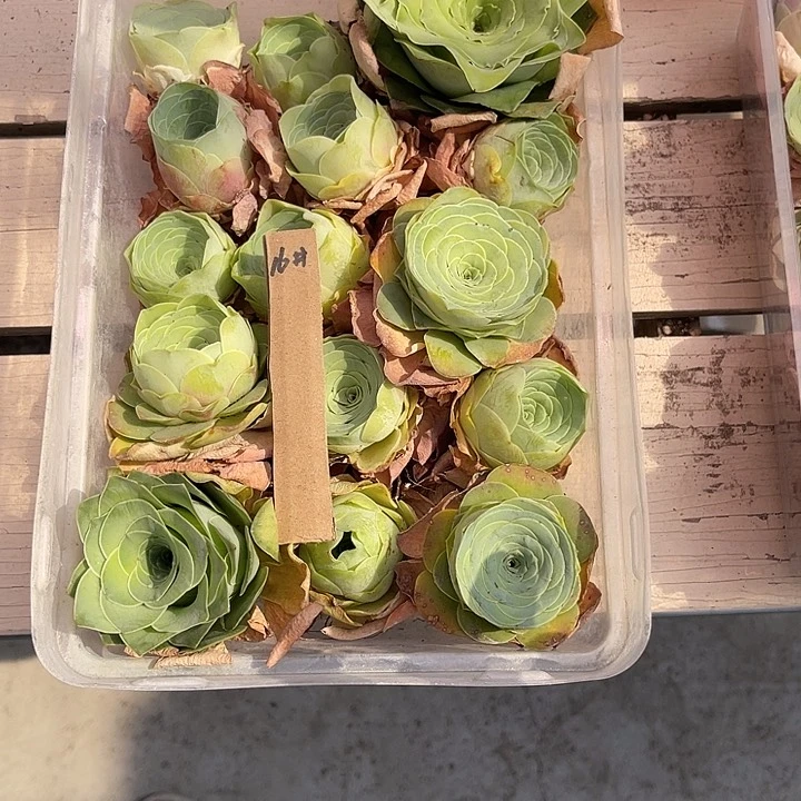 ✨****✨山地玫瑰16号，一物一拍15颗