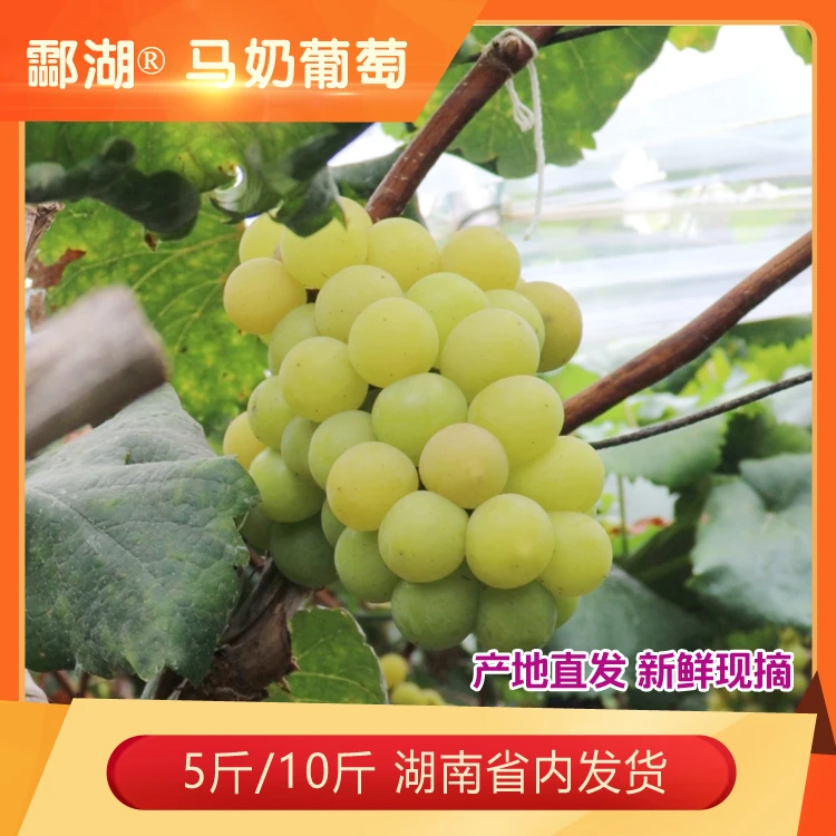酃湖®马奶葡萄 新鲜5斤/10斤 产地清晨采摘  酸甜多汁（只发湖南）