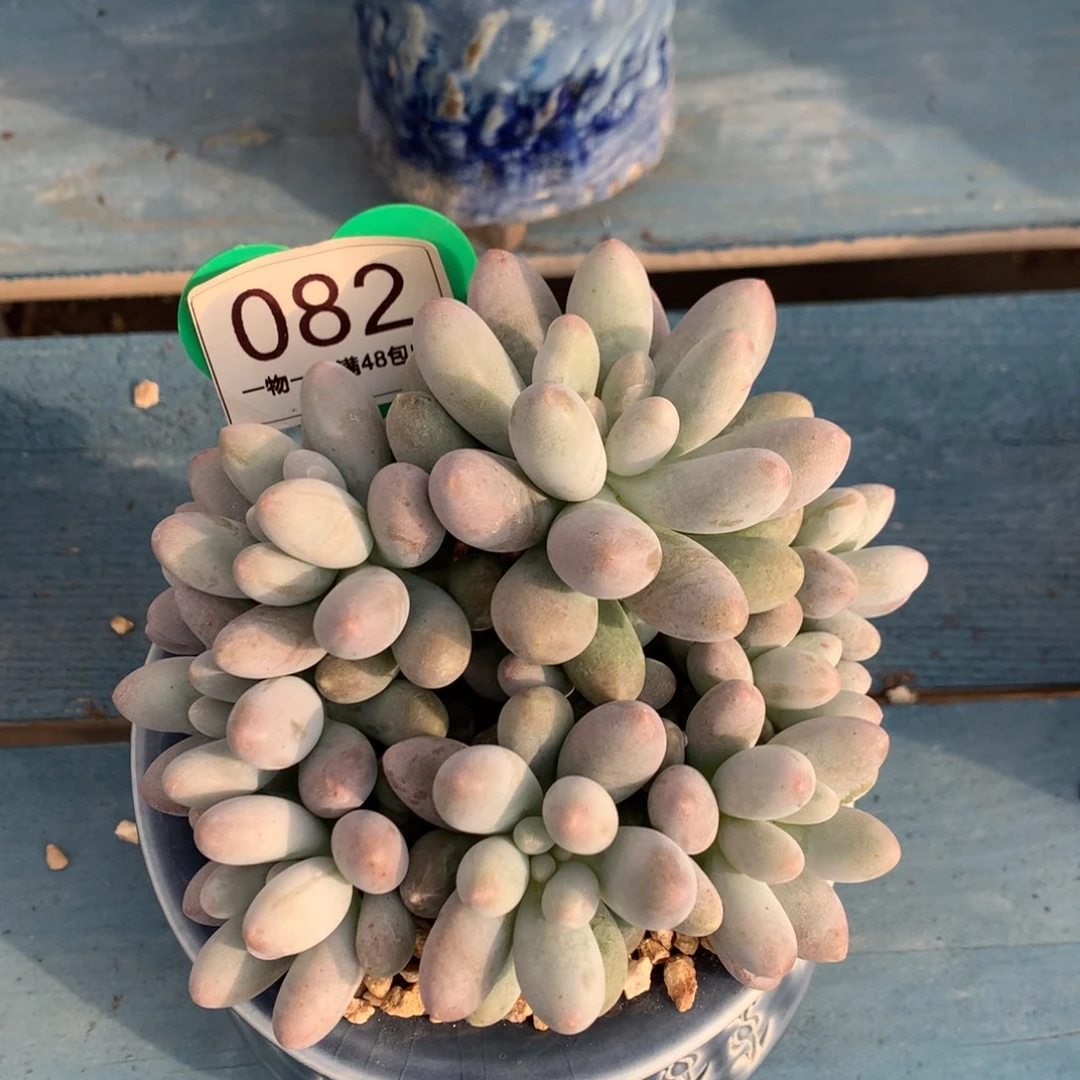 桃花奶无砍平头9头082