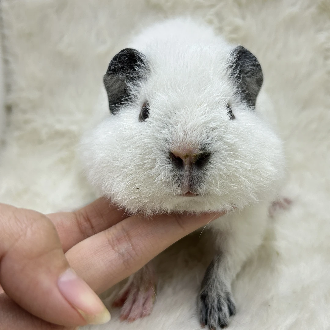 宠物豚鼠白泰加弟弟