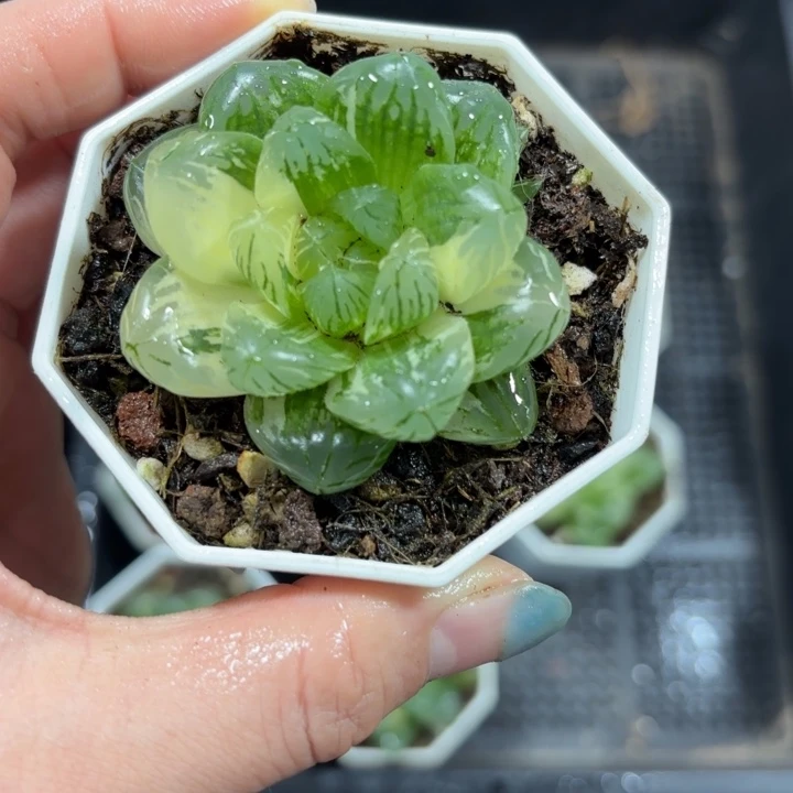 花火玉露锦多肉植物