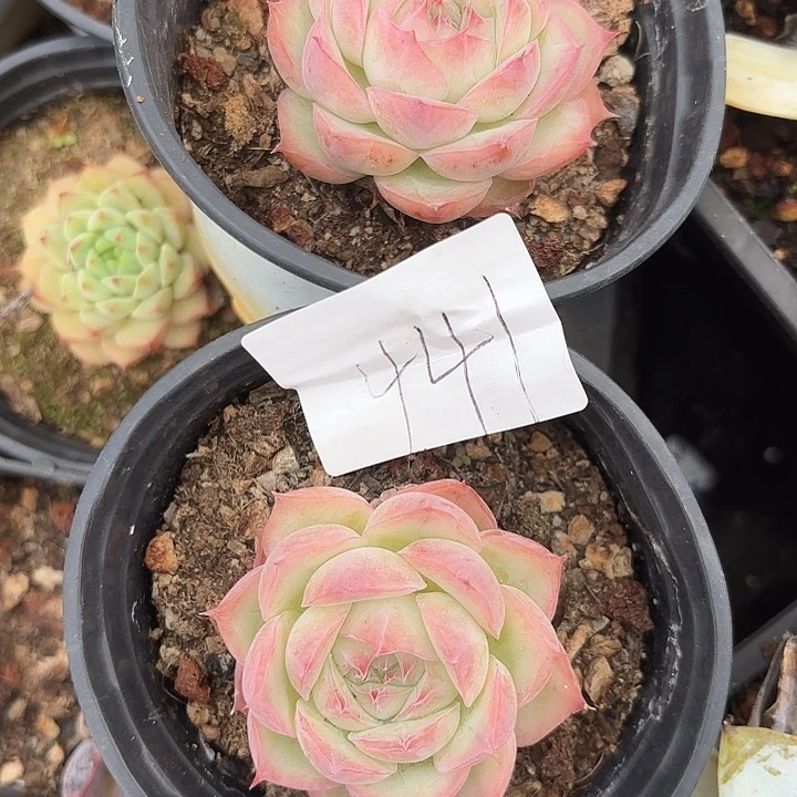 闪购441呀呀呀呀呀呀呀
