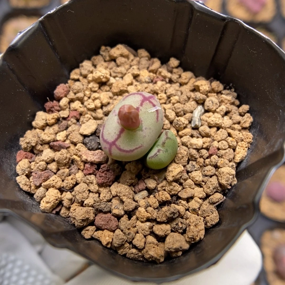 多肉植物肉锥杂交K-3729