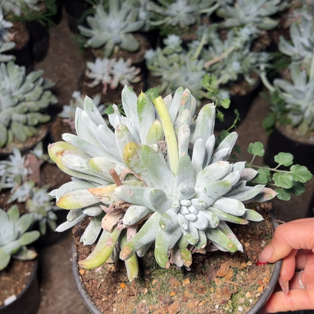 347拇指四头哈哈哈哈哈