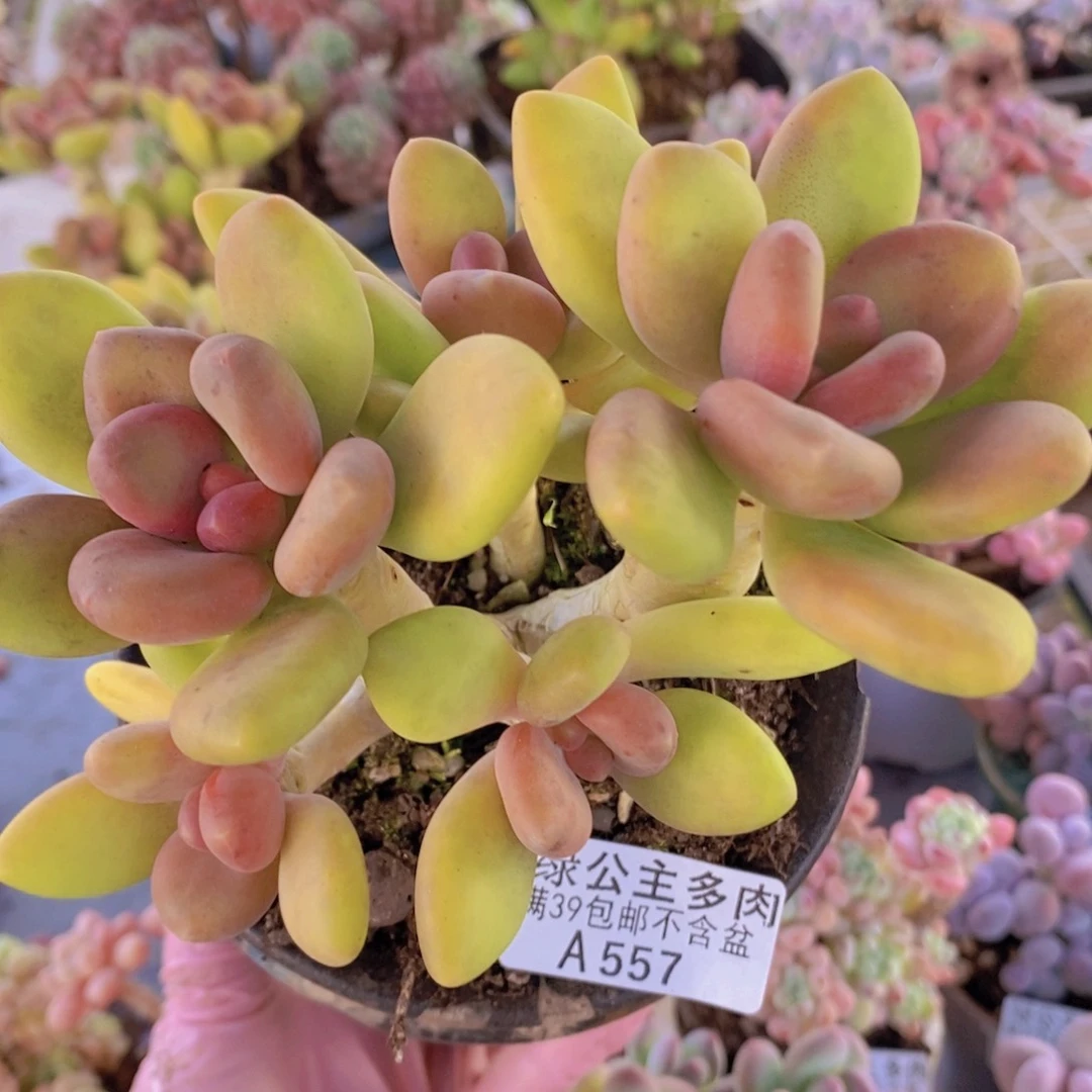 芒果奶12cm557多肉植物