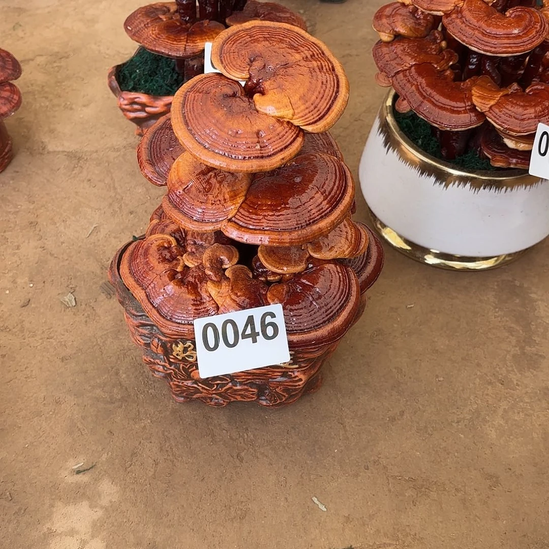 无花朵灵芝是我国著名植物