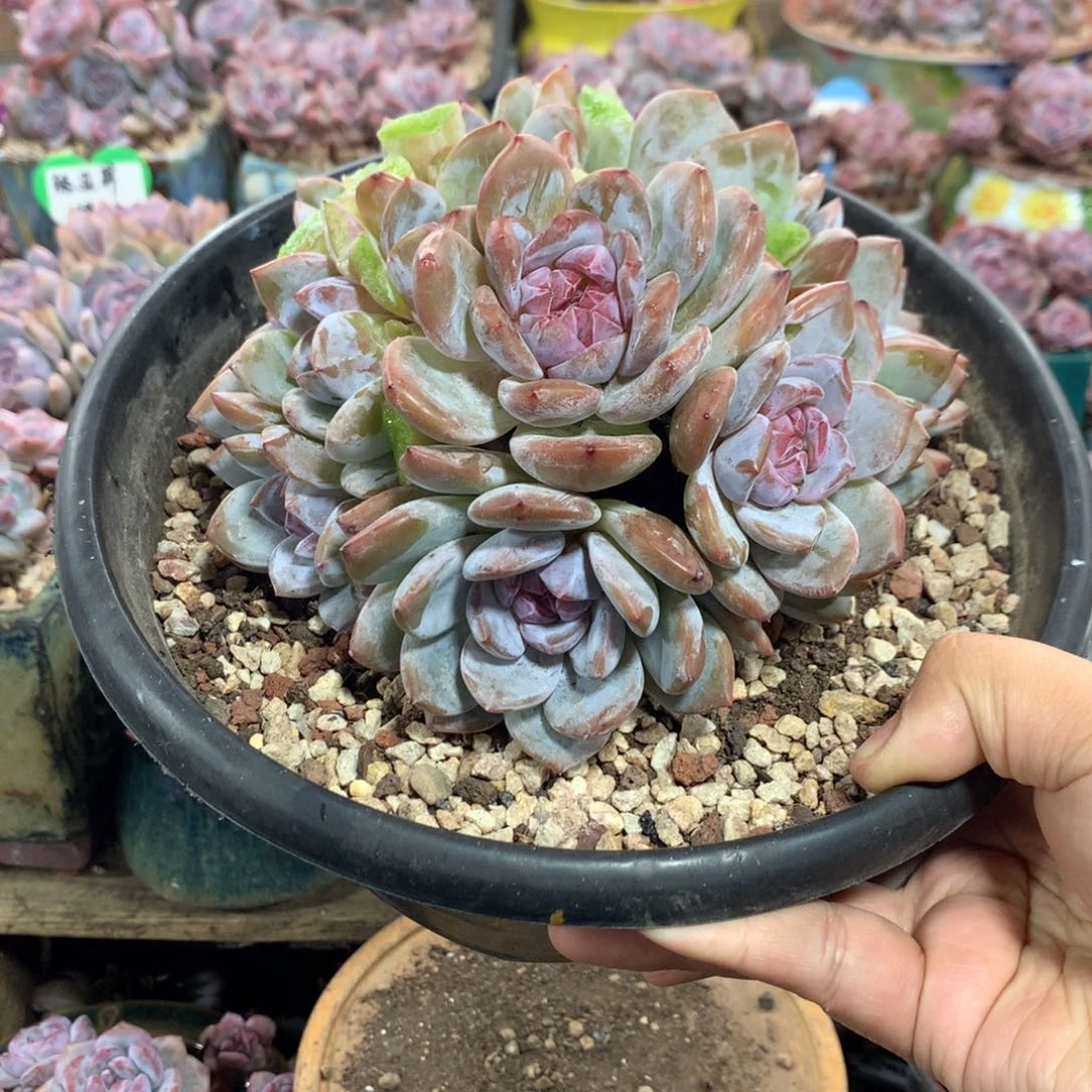 哈哈哈哈哈哈哈哈14