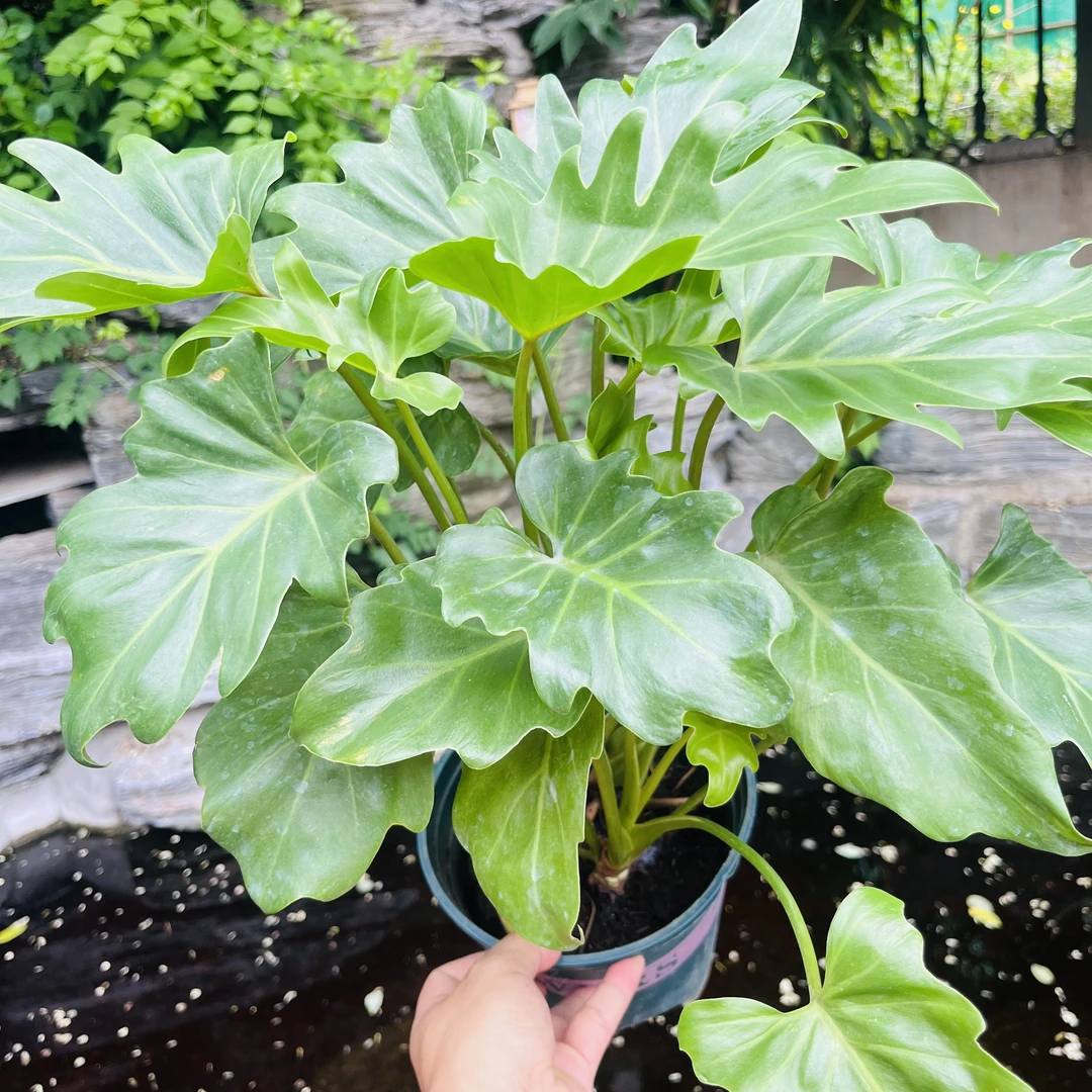 小天使春羽 仙羽蔓绿绒 每盆3苗 高度40-50cm 散射光可养阳台窗台