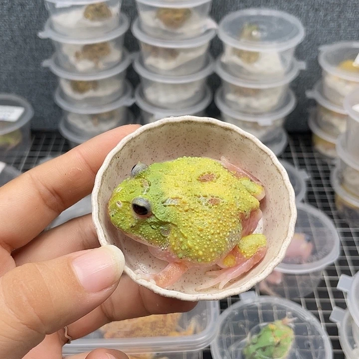 角蛙魔瞳变异 214