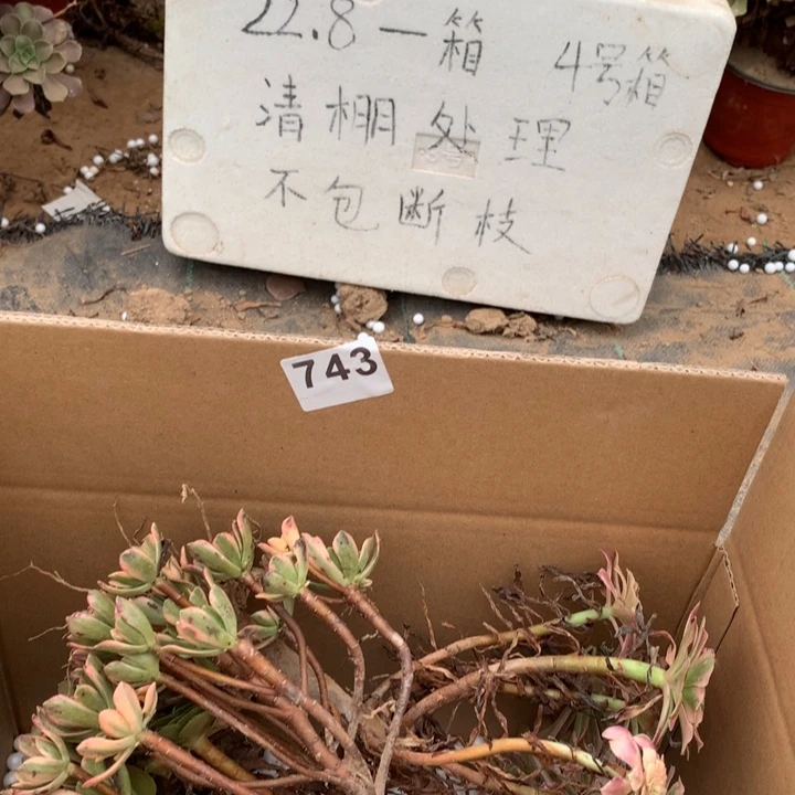 743三颗法师多肉