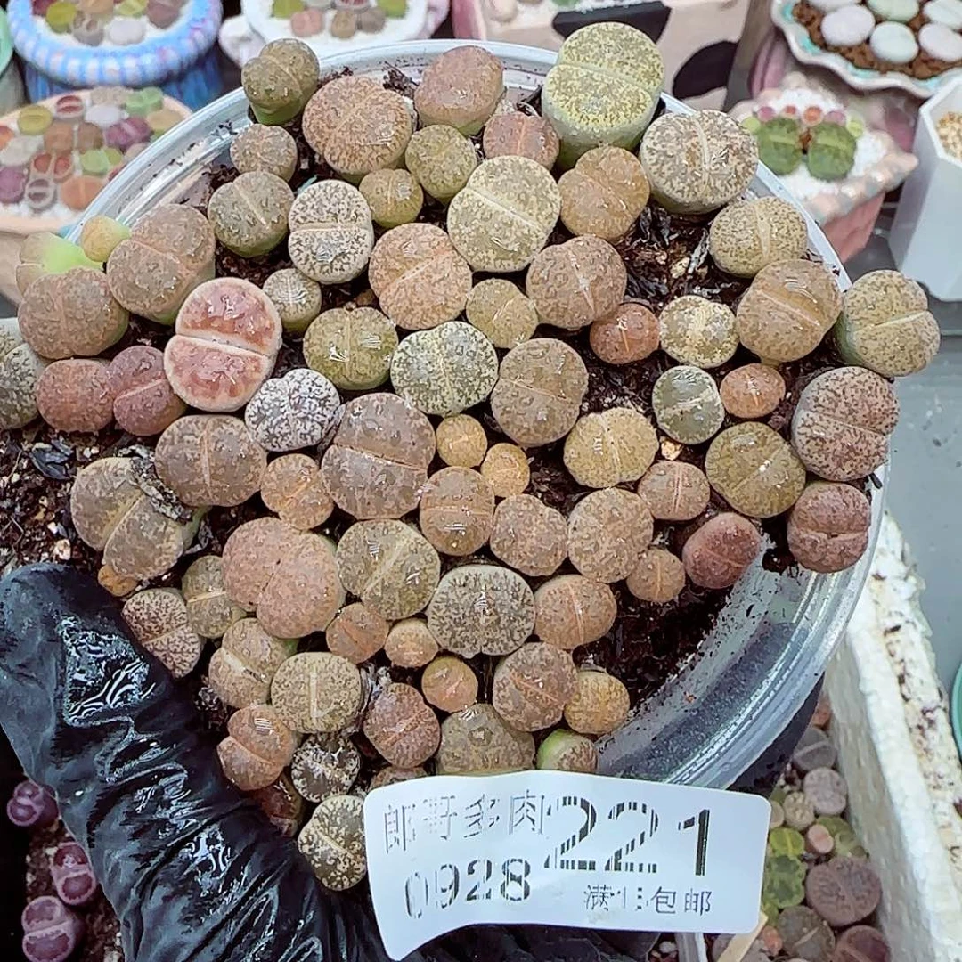 生石花满18包邮0928-221